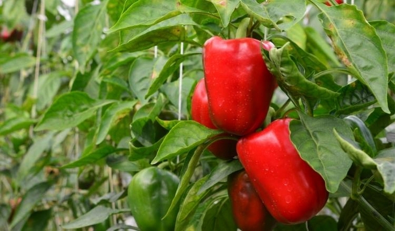 Cá bơn chiên giòn ảnh 1