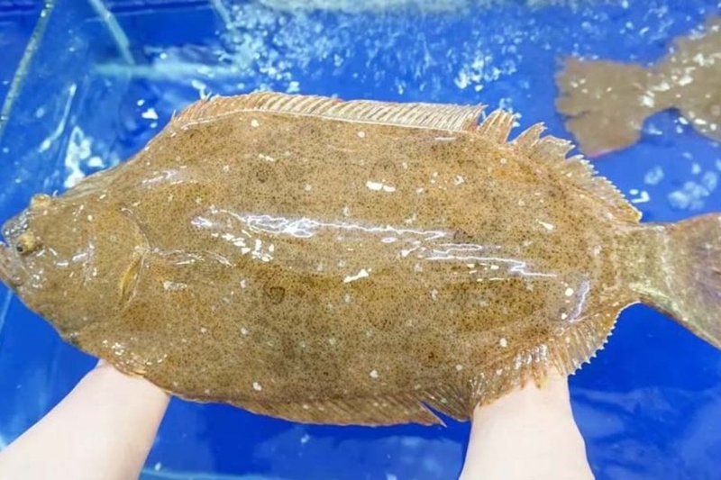 Cách chọn cá bơn tươi và ngon