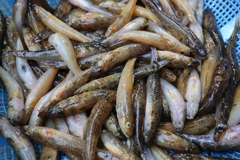 cá bống kho nước cốt dừa 2