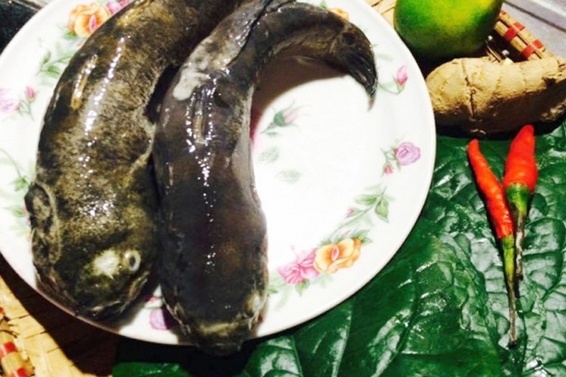 Chuẩn bị nguyên liệu làm cá bớp nấu lá lốt.