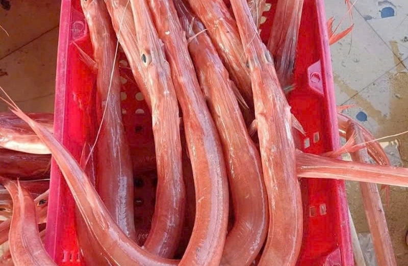 Cá chìa vôi ảnh 1