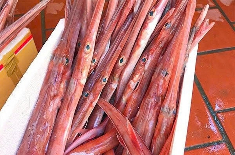 Cá chìa vôi ảnh 2