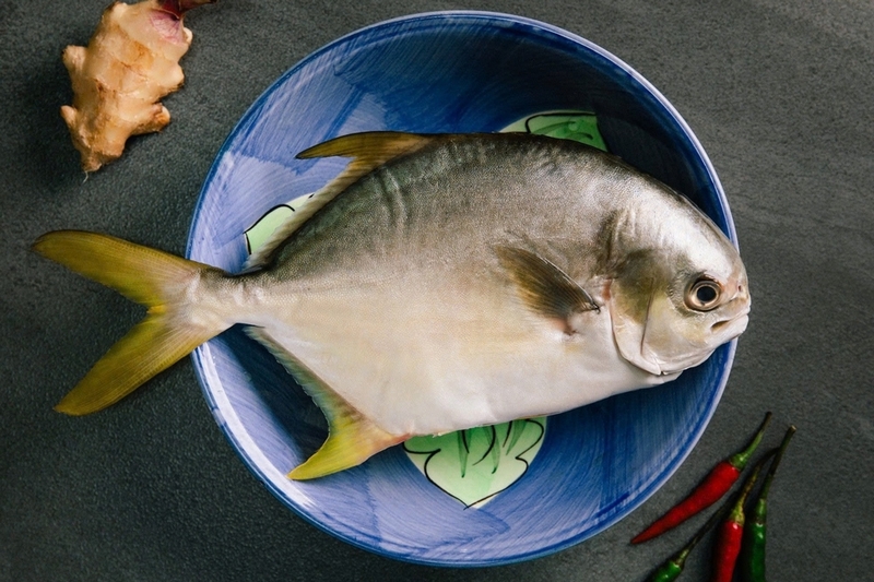 Cá chim biển ảnh 3