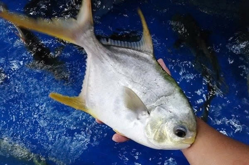 Cá chim biển ảnh 6