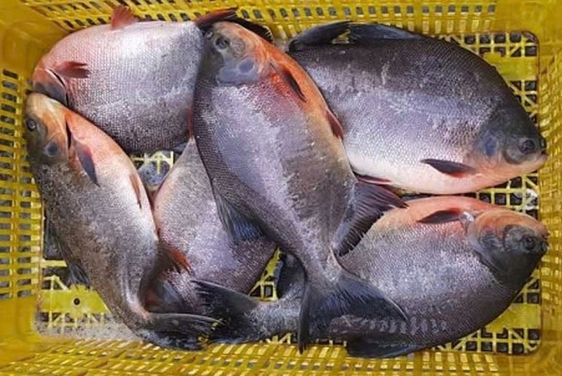 cá chim nấu ngót ảnh 1