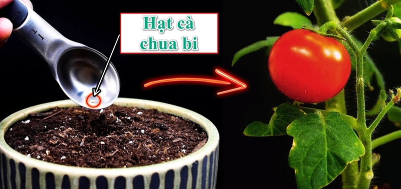 Cà chua bi - 06