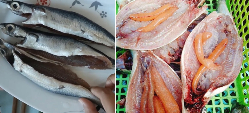 cá chuồn chiên 9