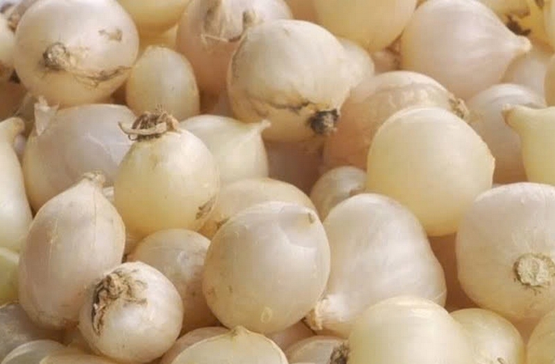 cá chuồn chiên củ nén ảnh 5