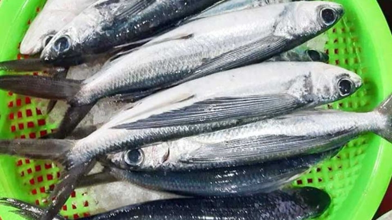 Mẹo chọn cá chuồn tươi ngon