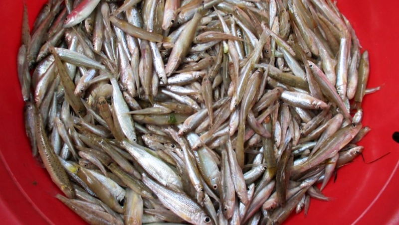 Cá còm kho nghệ 2