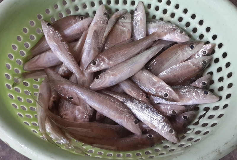 Cá còm kho nghệ 3