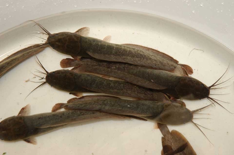 Cá da trơn - 09