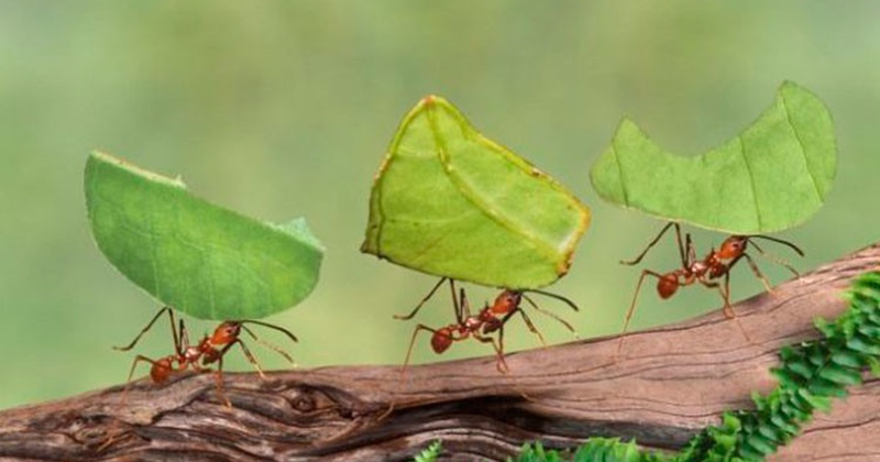 Kiến tha lâu cũng đầy tổ