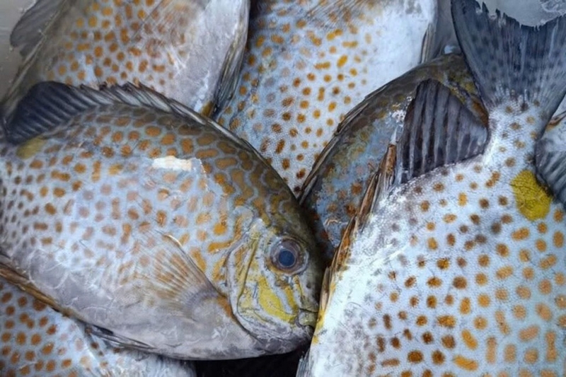 cá dìa kho tiêu ảnh 1