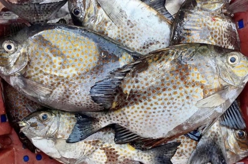cá dìa kho tiêu ảnh 6