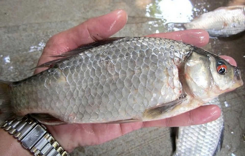 cá diếc nấu ngải cứu ảnh 1
