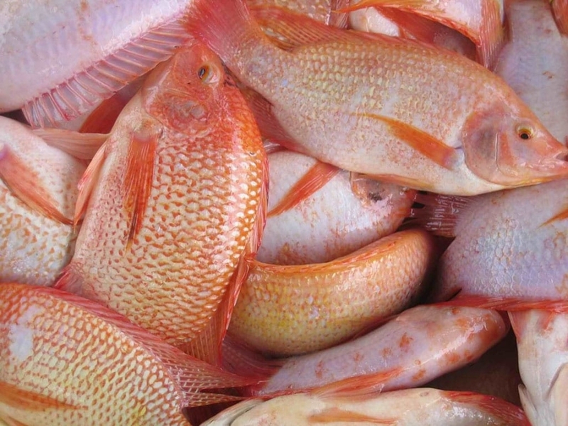 cá diêu hồng hấp gừng hành 2