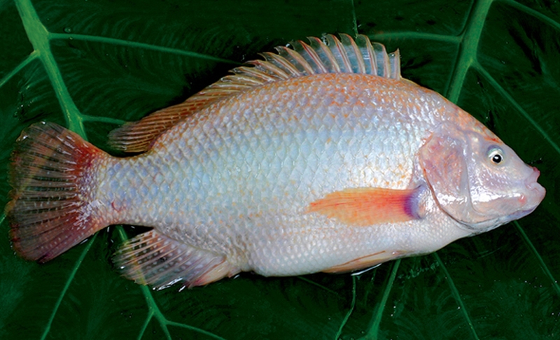 cá điêu hồng kho cà 6