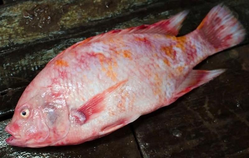 cá diêu hồng kho tương ảnh 1