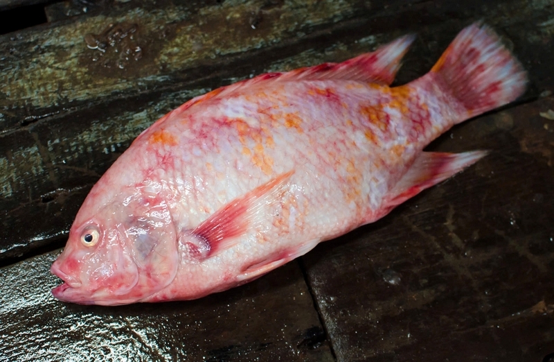 cá diêu hồng sốt chanh dây ảnh 2