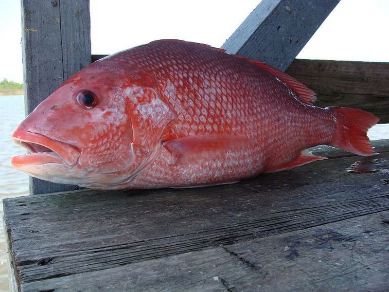 cá đỏ ảnh 2