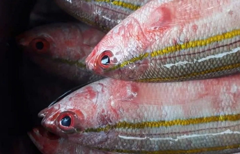 cá đỏ ảnh 3