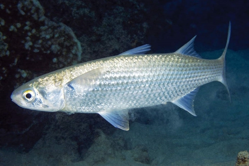 cá đối kho nghệ hình 2