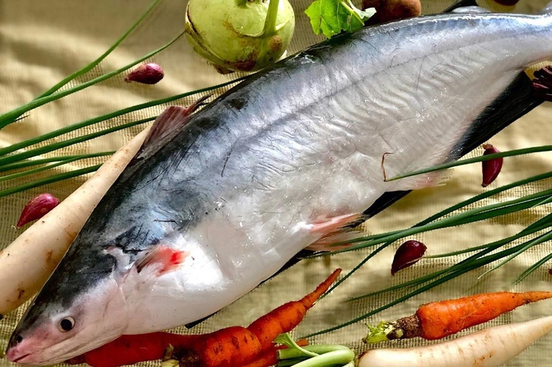 Cá dứa và cá basa - 06