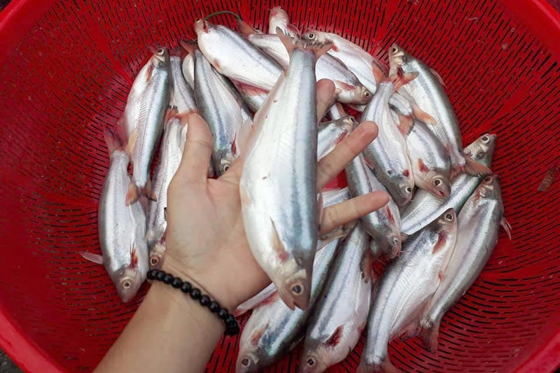 Cá dứa và cá basa - 04