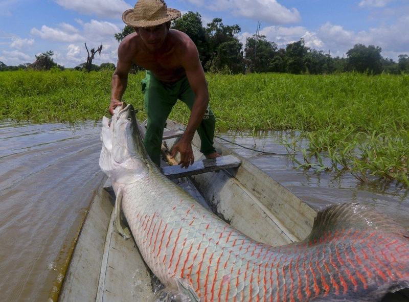 cá hải tượng 5