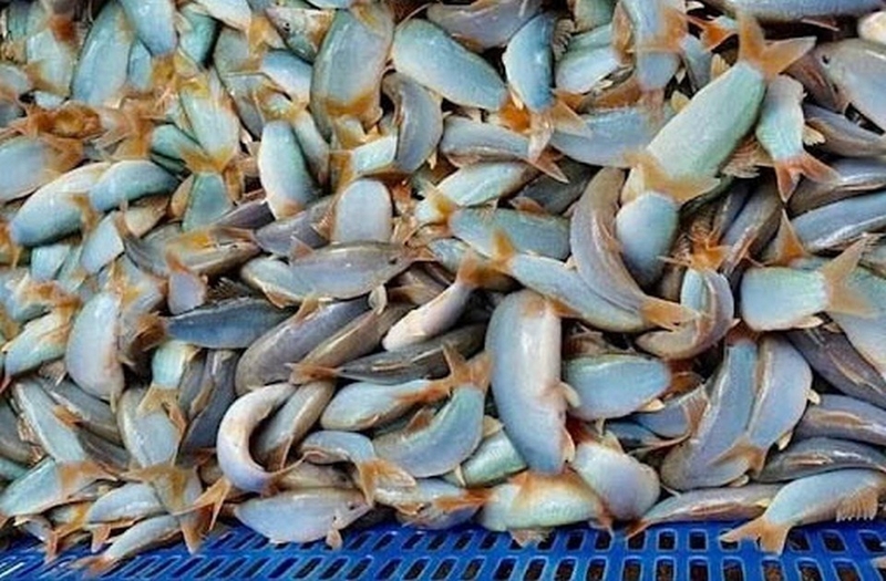 cá heo kho lạt ảnh 2