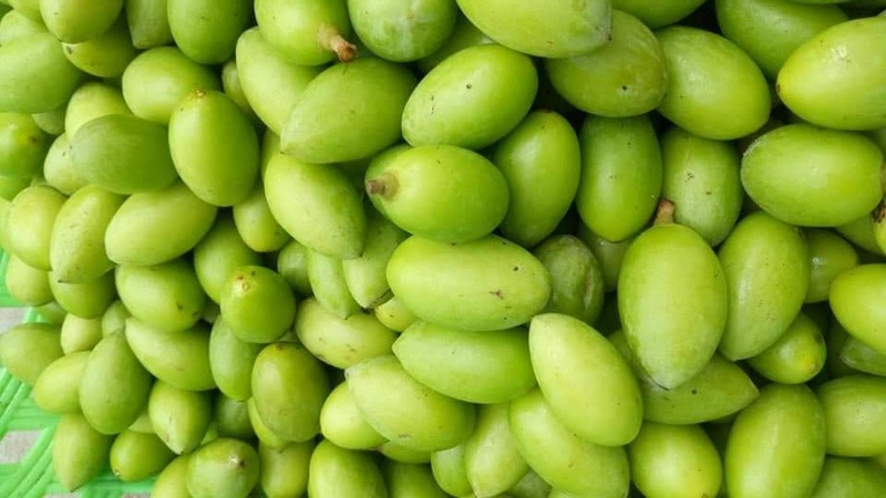 Người sành ăn thường chọn những quả trám nếp vỏ căng bóng, màu vàng xanh nhạt để có độ bùi và đậm vị nhất