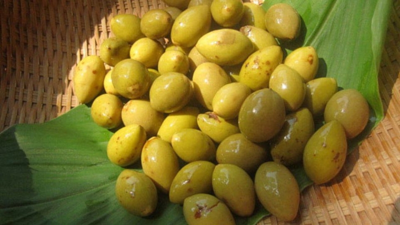 Mùa trám xanh hằng năm