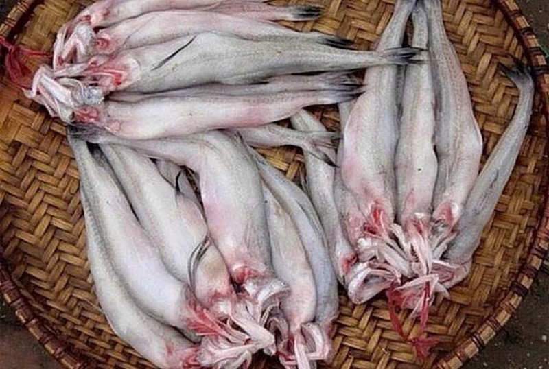 cá khoai nấu ngót ảnh 1