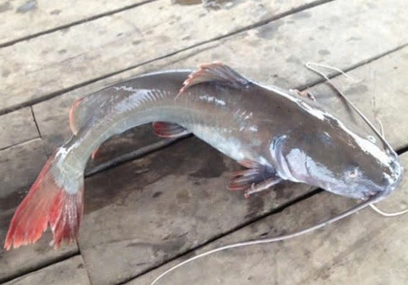 cá lăng kho nghệ ảnh 2