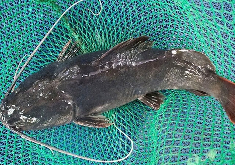 cá lăng kho tiêu ảnh 2
