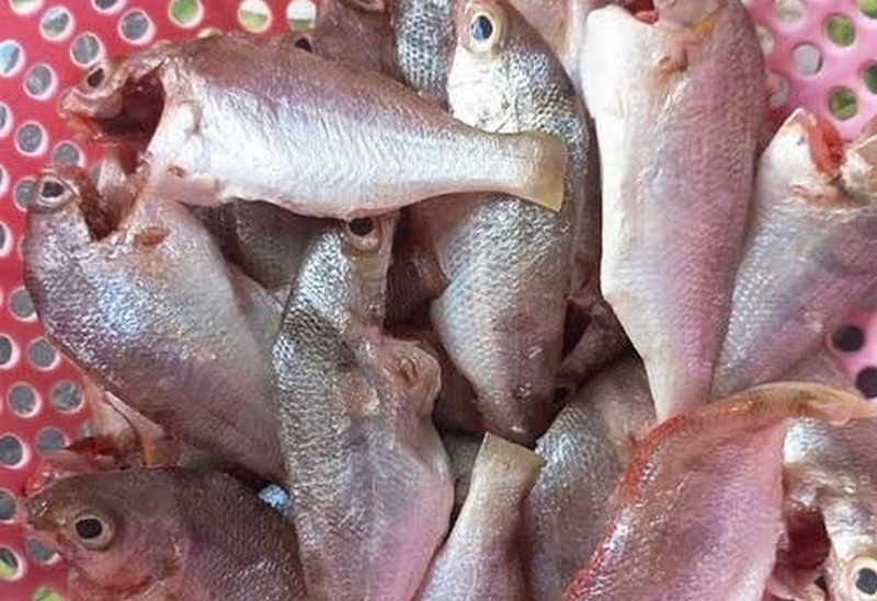 Cá lò ảnh 3