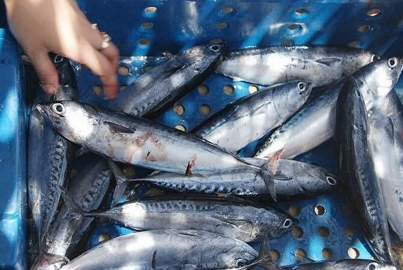 cá lồ ồ nướng sả ớt ảnh 2