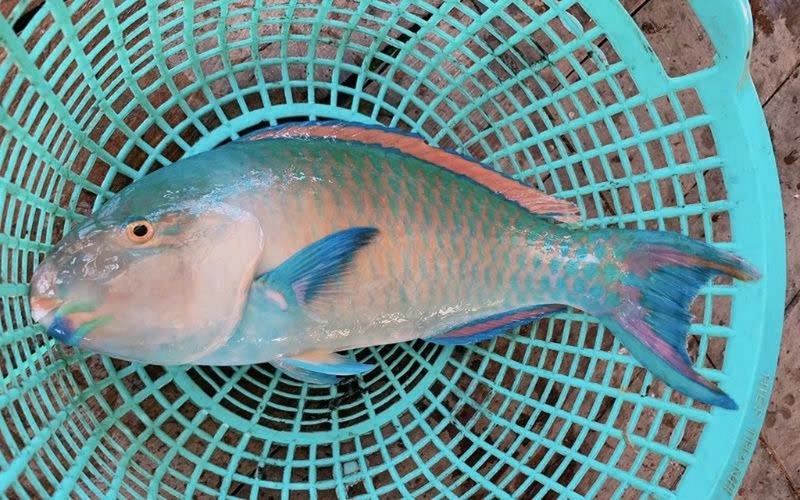 Vảy cá sáng bóng bám chặt