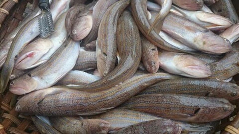 Lợi ích sức khỏe của cá mối
