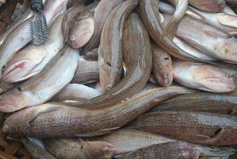 cá mối nướng hành ảnh 1