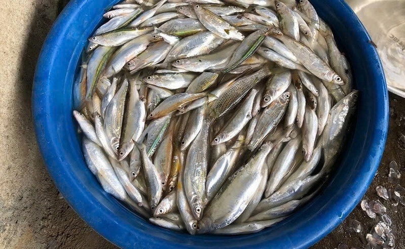 Cá mương chiên giòn ảnh 1