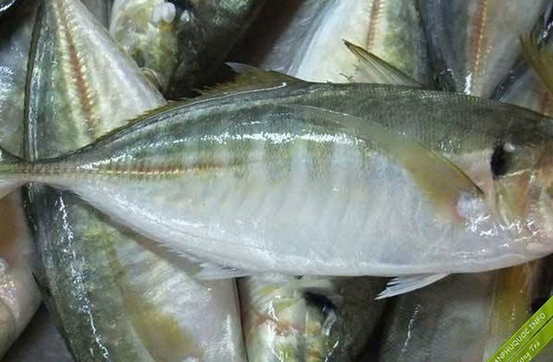 cá ngân kho thơm ảnh 3