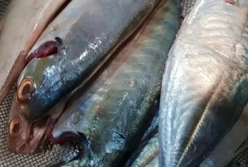 cá ngân nấu ngót ảnh 3