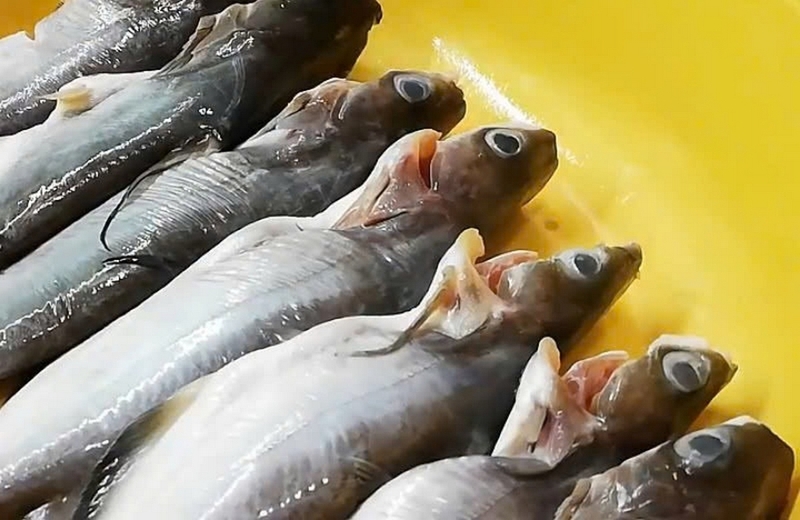 cá ngạnh kho lạt ảnh 3