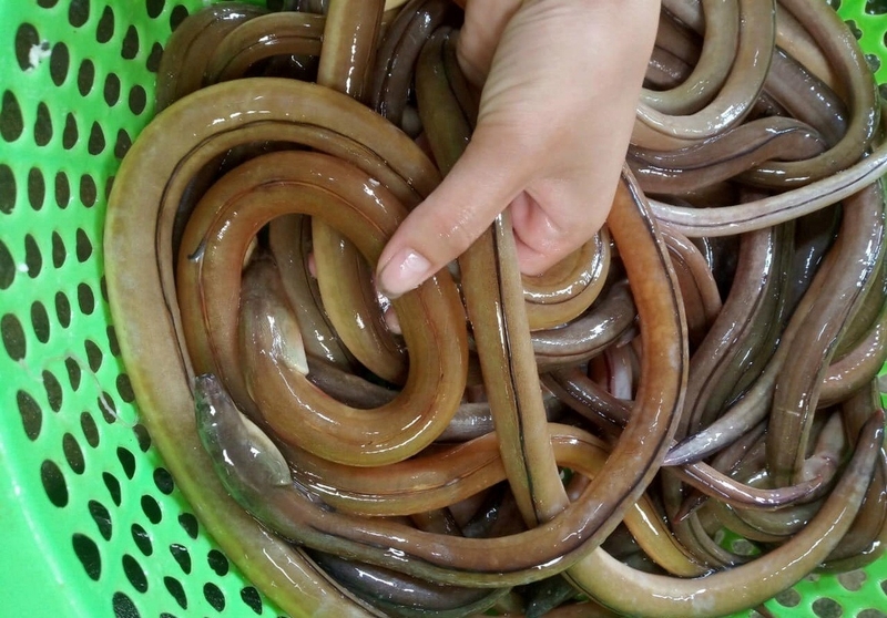 cá nhệch 1