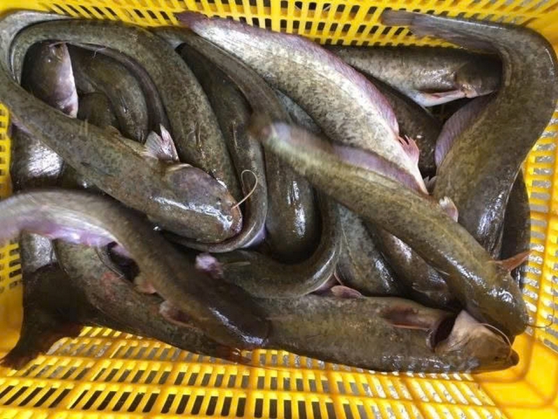 cá nheo kho riềng ảnh 1