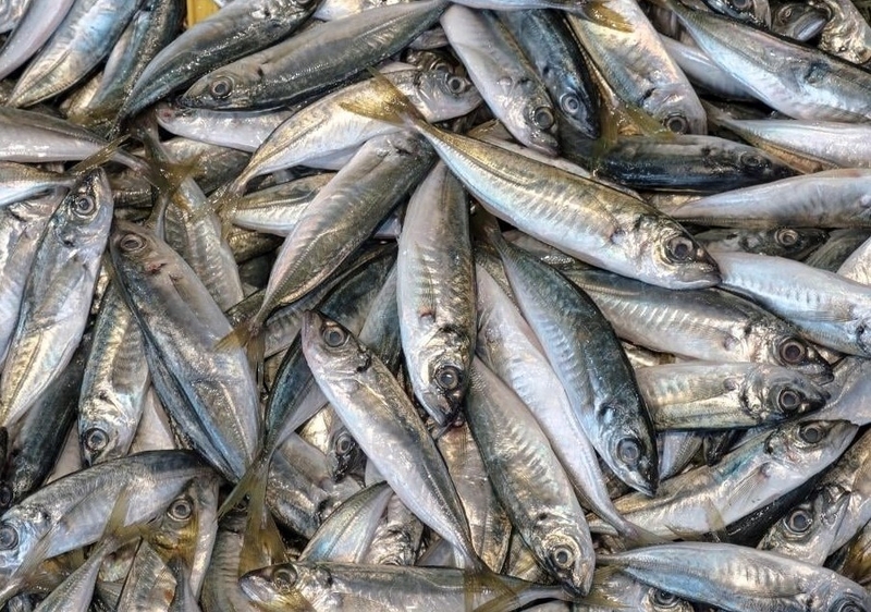 cá nục khô​ hình 1