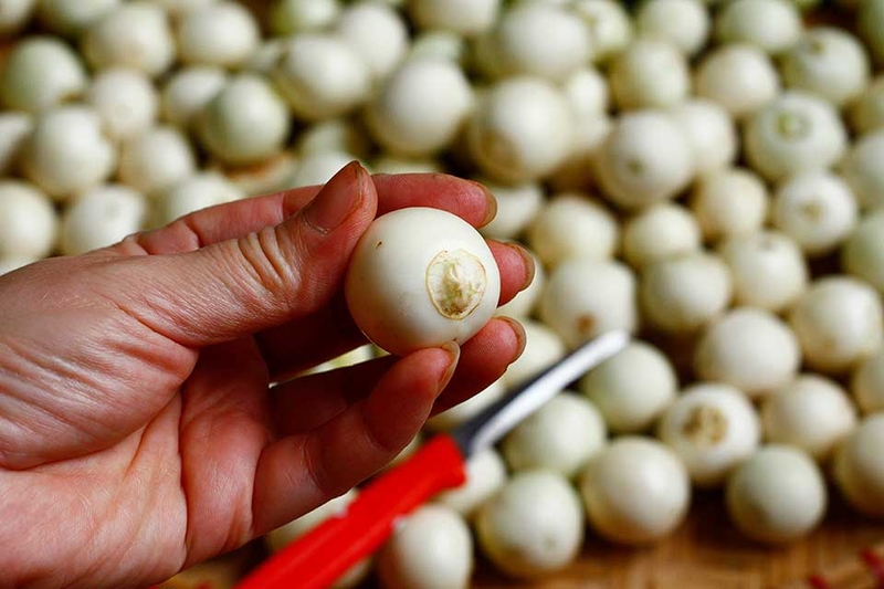 Cà pháo muối mặn - 07
