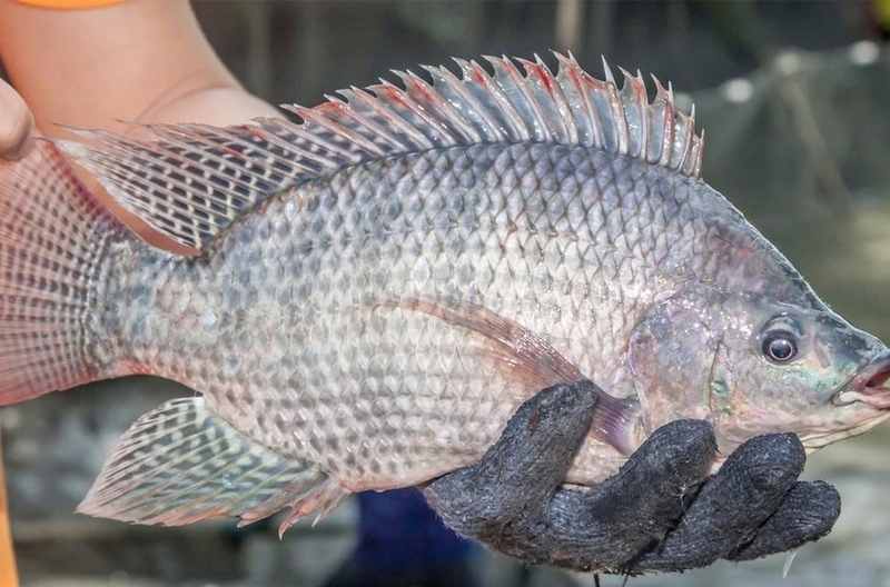 cá rô biển ảnh 1